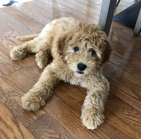 Small fluffy tan puppy lying on a wooden floor and looking at the camera.