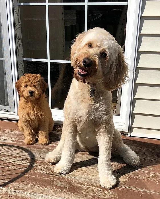 Two curly-haired dogs sitting on a porch in front of a glass door in sunlight