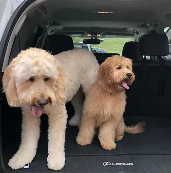 Two fluffy dogs sitting in the back of a Lexus SUV, panting with tongues out.
