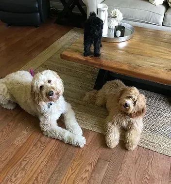 Three small dogs lounging in a living room by a wooden coffee table.