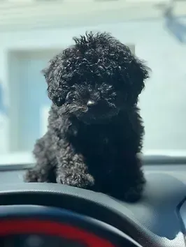 Small black curly-haired dog sitting on a car dashboard, looking forward.