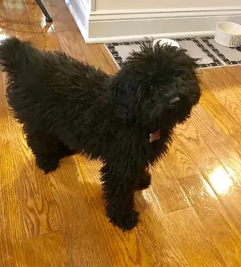 Small fluffy black dog standing on a hardwood floor indoors, near a white wall and mat