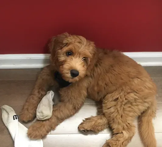 Curly brown puppy lounging on white steps against a red wall, with a white sock nearby