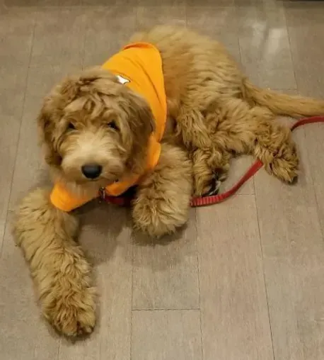 Fluffy tan dog in an orange bandana lying on a tiled floor with a red leash.