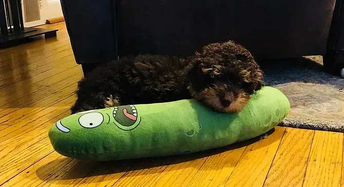 Small brown dog resting on a green plush cucumber toy on a wooden floor.