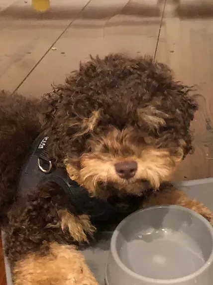 Small curly-haired black and tan puppy in a harness beside a metal water bowl indoors.