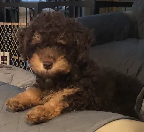 Small curly-haired brown puppy lying on a gray couch indoors