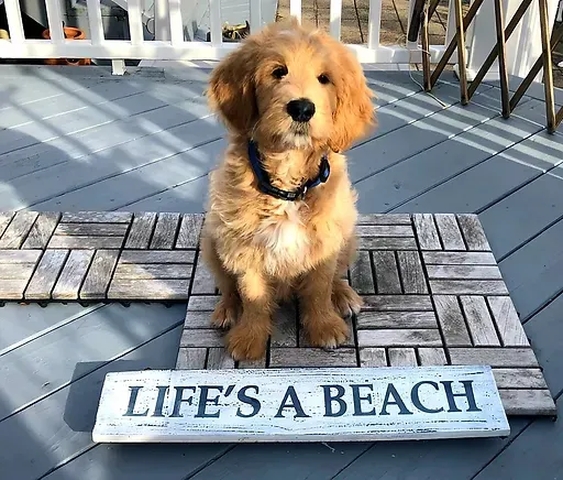 Golden puppy sitting on a deck next to a sign that reads “LIFE’S A BEACH.”