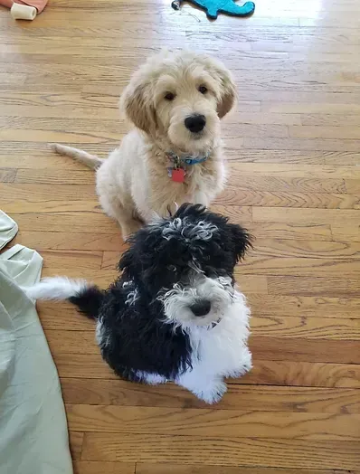 Two small dogs sitting on a wooden floor, one cream-colored and one black-and-white.