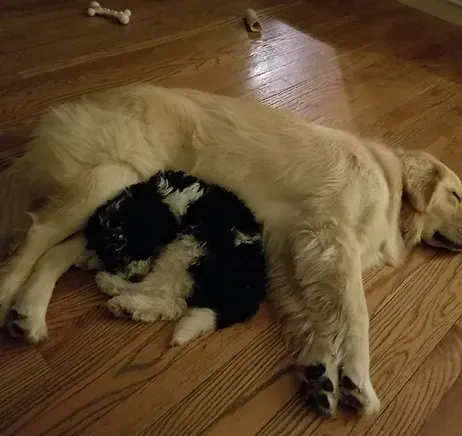 Golden retriever lying on wooden floor, curled around a small black-and-white puppy sleeping beside it