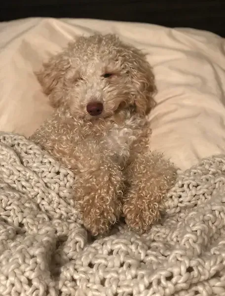 Small curly-haired dog tucked in a blanket on a bed, looking at the camera.