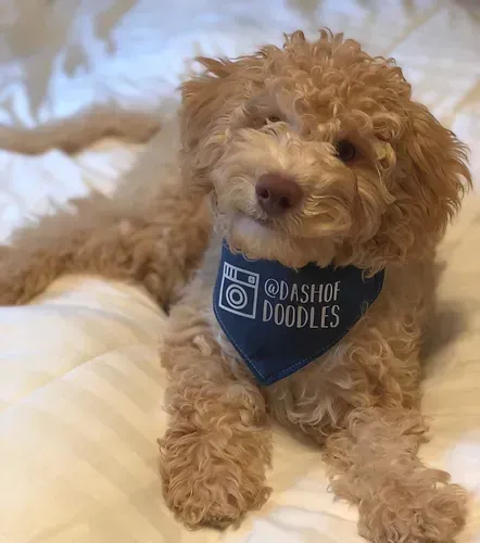 Curly tan puppy wearing a blue bandana with “Dash of Doodles,” lying on a white bed