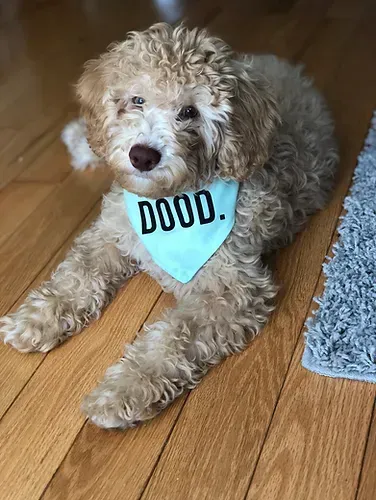 Curly tan dog lying on a wooden floor, wearing a light blue bandana that says “DOOD.”