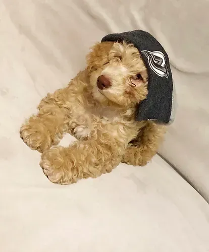 Small curly tan dog wearing a black hood, lying on a white couch.