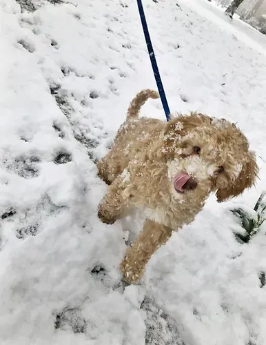 Small tan dog on a blue leash standing in snow, licking its nose.