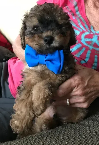 Small fluffy puppy wearing a bright blue bow tie, sitting on a person's lap.