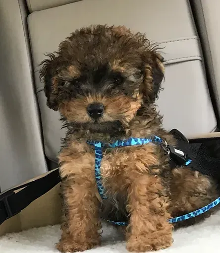 Small fluffy brown-and-black puppy wearing a blue harness sits in a car seat.