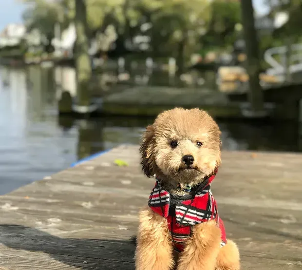 Small tan dog in a red plaid harness sitting on a dock by a calm canal, with trees in the background