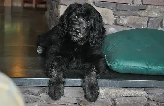 Black curly-haired dog lying on a stone hearth beside a green cushion