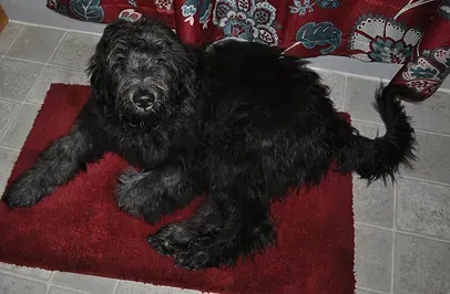 Black shaggy dog lying on a red rug on a tiled floor.