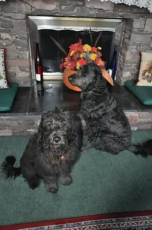 Two black dogs sitting on a hearth by a fireplace with autumn flowers in a vase