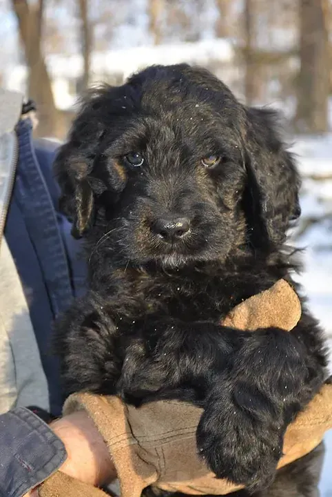 Small black puppy in tan mittens being held outdoors in the snow