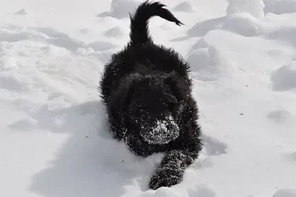 Black dog running through deep snow, tail up and face dusted white