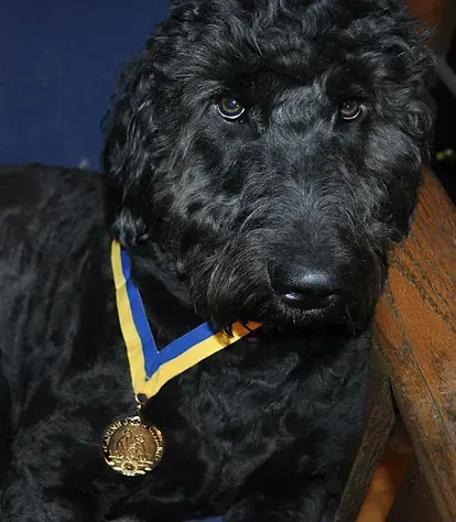 Black dog wearing a blue-and-yellow ribbon and gold medal, sitting beside a chair
