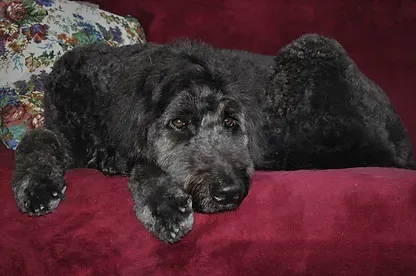 Black dog lying on a burgundy couch, resting with its head down.