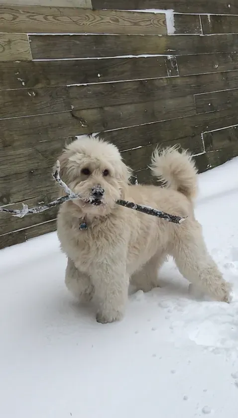 Small fluffy cream dog on a leash standing in the snow beside a wooden fence.