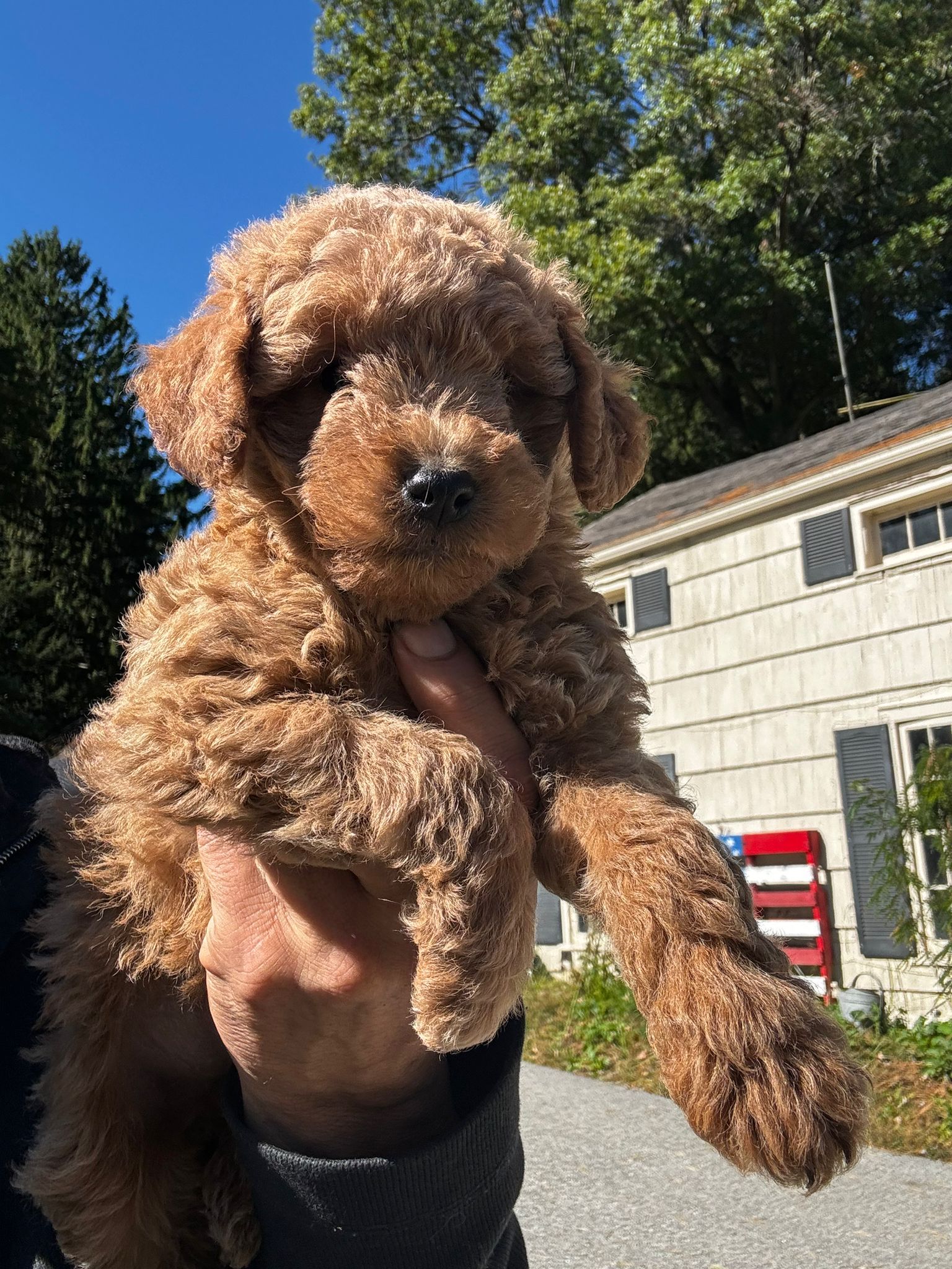 Small brown curly puppy being held up outdoors in sunlight, with a house and trees in the background.