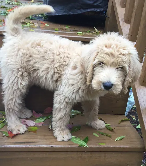 Fluffy cream-colored puppy standing on wooden steps with leaves scattered around