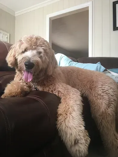 Fluffy tan dog lounging on a couch with tongue out in a living room
