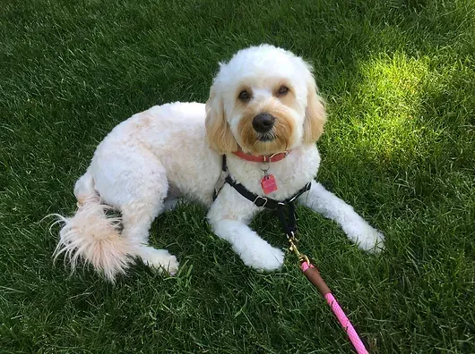 Small white dog lying on green grass with a pink leash, looking at the camera.
