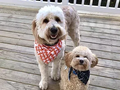 Two fluffy dogs on a wooden deck, one in a red bandana and one in a black bandana.