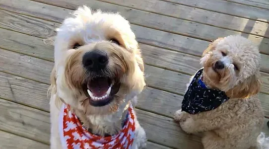 Two fluffy dogs on a wooden deck, one smiling with a red bandana and one wearing a black scarf.