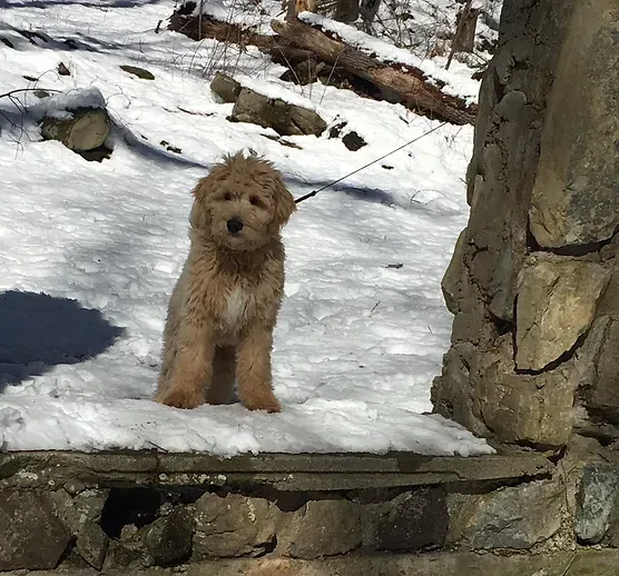 Small fluffy tan dog standing on snowy ground beside a stone wall and tree trunk