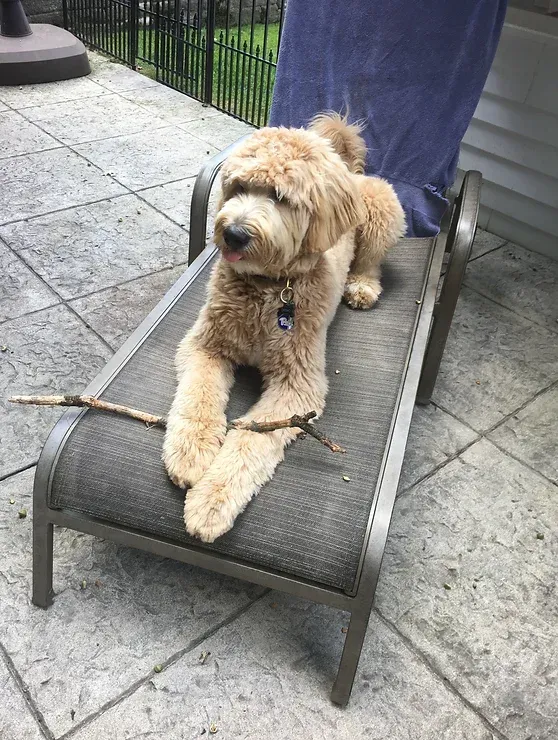 Tan dog lounging on a black patio chair, holding a stick on a gray stone deck.