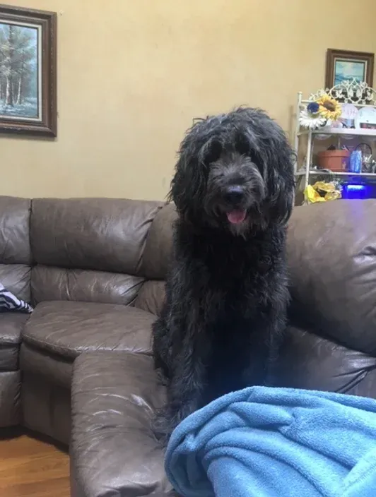 Black shaggy dog sitting on a brown leather couch in a living room, with a blue blanket in front.