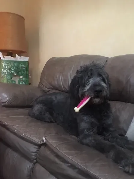 Black shaggy dog lying on a brown couch with a pink chew toy in its mouth