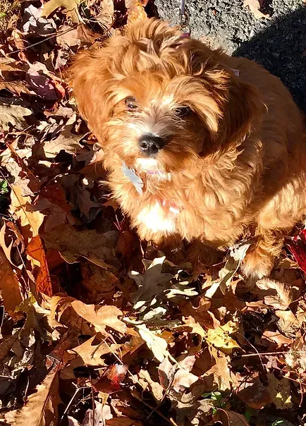 Small fluffy brown dog sitting in fallen autumn leaves in bright sunlight