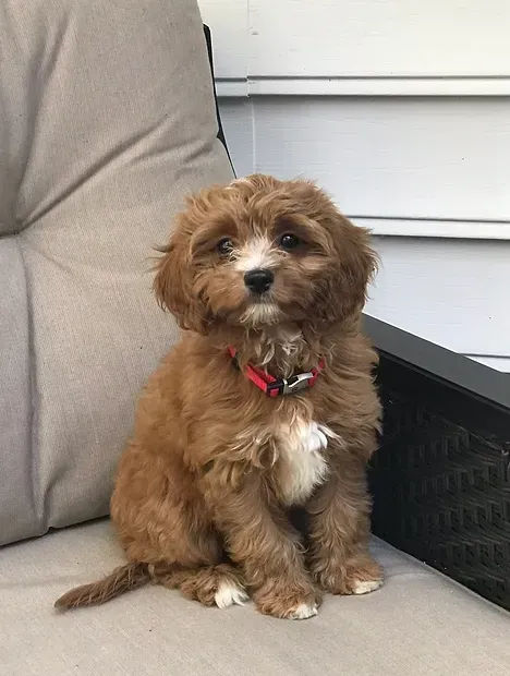 Small brown puppy with a red collar sitting on a patio chair beside a white wall.