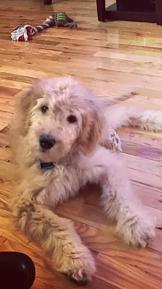 Fluffy tan dog lying on a hardwood floor, looking at the camera, with a toy in the background