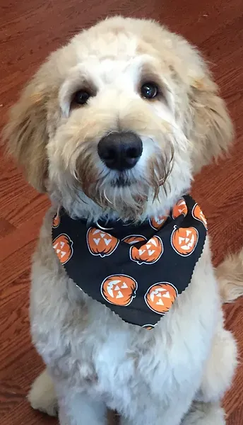 Light tan dog sitting on a wooden floor, wearing a black bandana with orange paw prints.