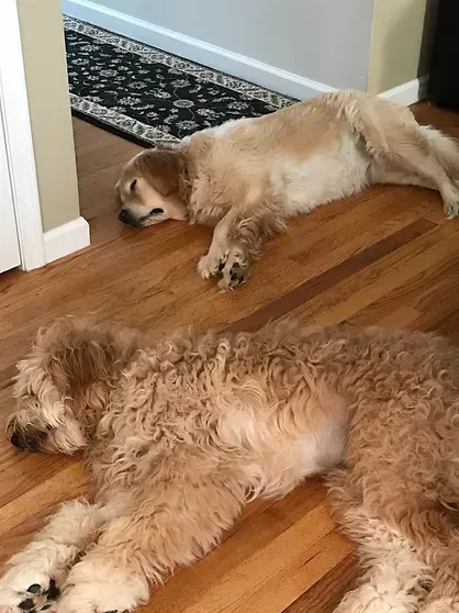 Two tan dogs sleeping on a hardwood floor near a doorway