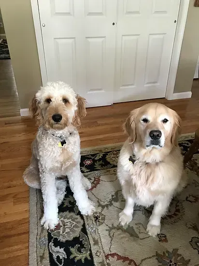 Two dogs sitting on a rug indoors, a curly white dog and a golden retriever in front of white doors