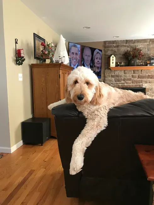 White fluffy dog lounging on a black couch in a living room with hardwood floors