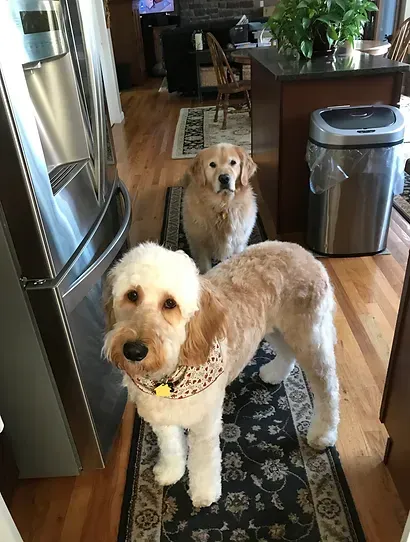 Two fluffy dogs in a kitchen, one cream-colored in front and one golden behind on a rug.