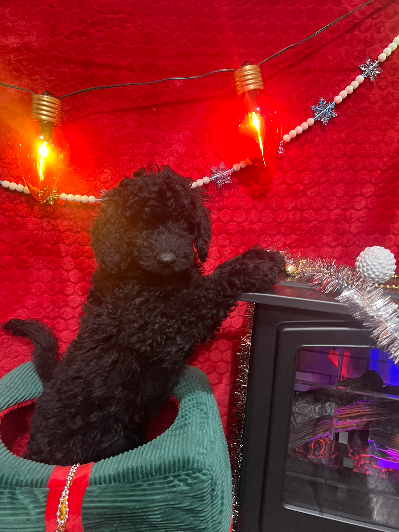 Black puppy sitting in a red holiday display beside a small lit heater and string lights