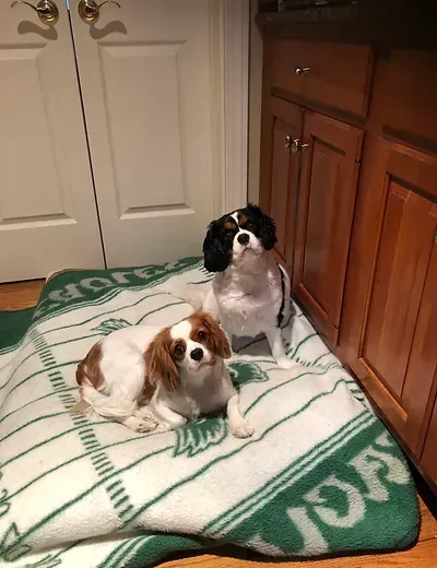 Two small dogs sitting on a patterned rug in a kitchen, one brown and white, one black and white.